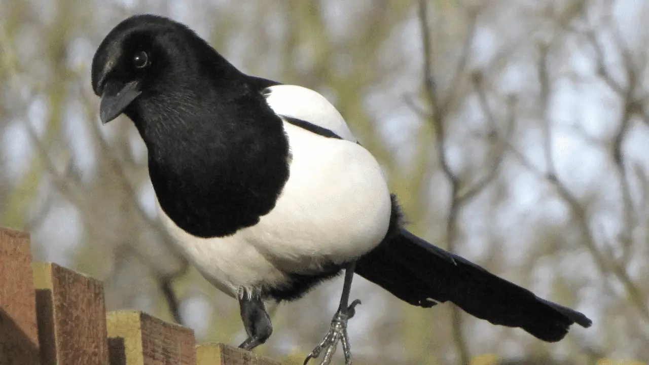 Consistent reinforcement can keep magpies at bay (1)
