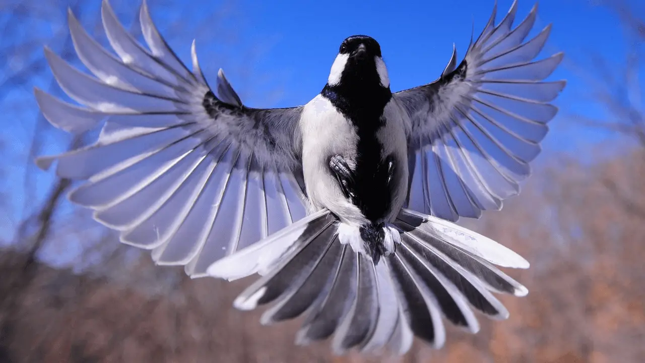 Fake eyes can scare magpies away (1)