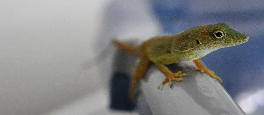 Lizards seek food and water in homes 