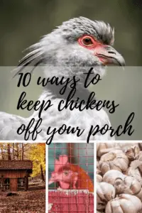 10 ways to keep chickens off the patio 