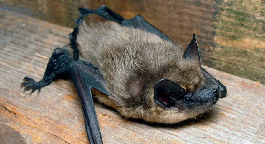 What Kind Of Damage Do Bats Cause In An Attic