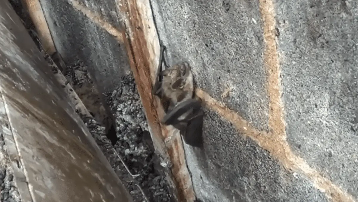 Bats can roost inside of house siding Country Pests