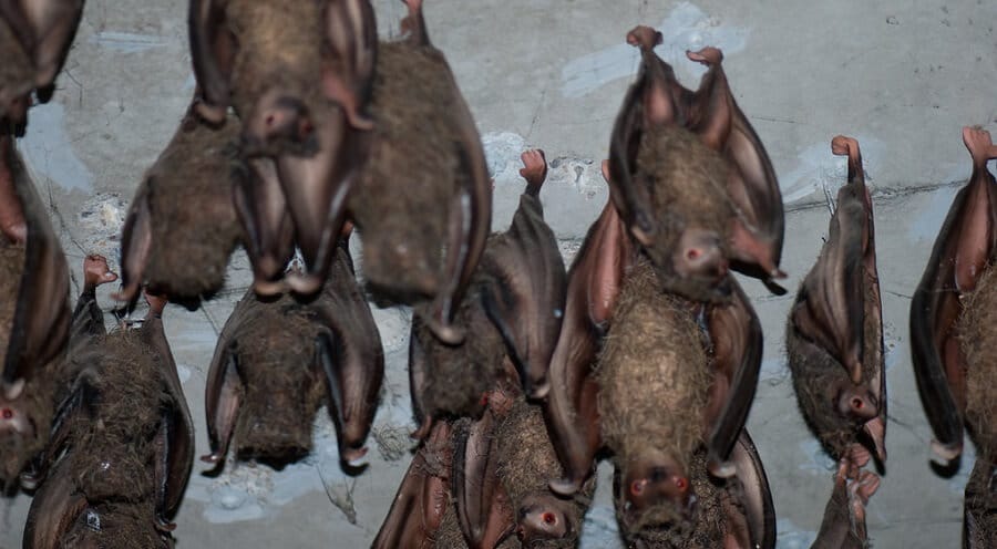 Bats crowd the corners of attics to sleep