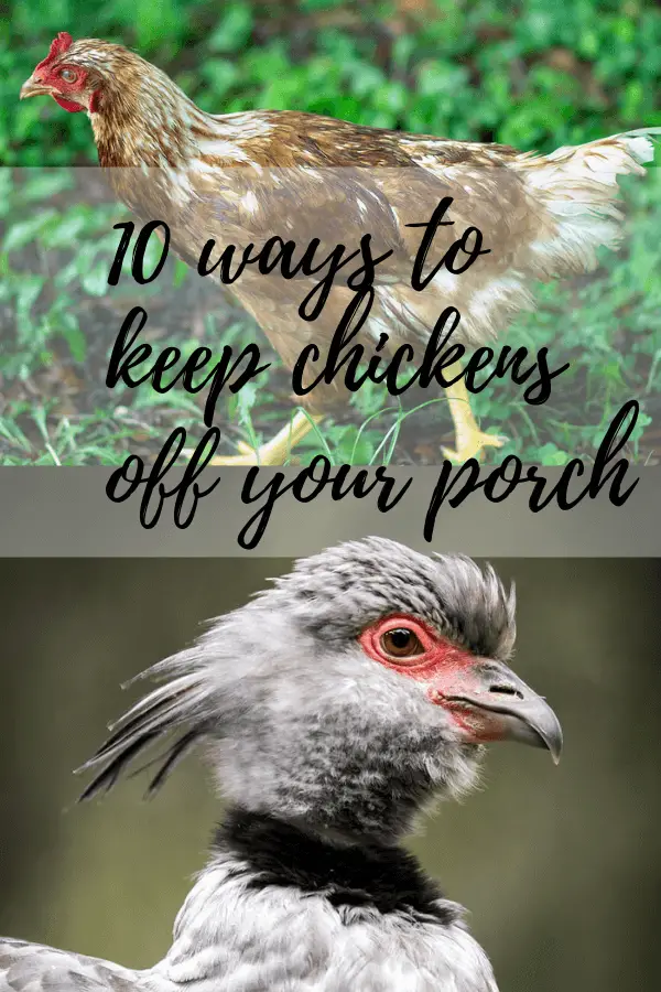 How to keep chickens off the porch Country Pests