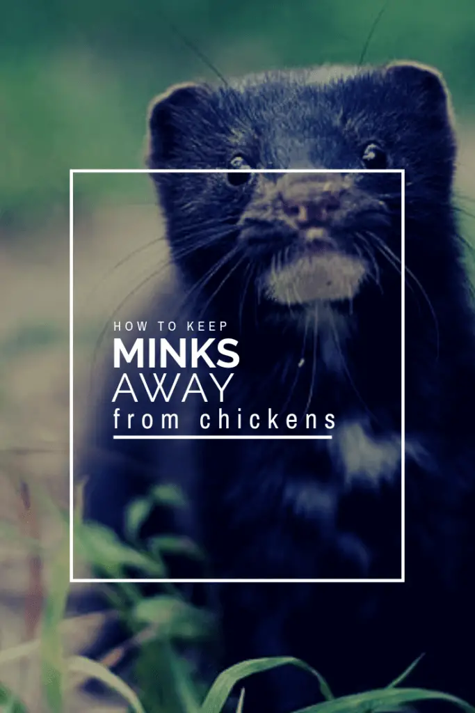 How to keep minks away from your chickens infographic Country Pests
