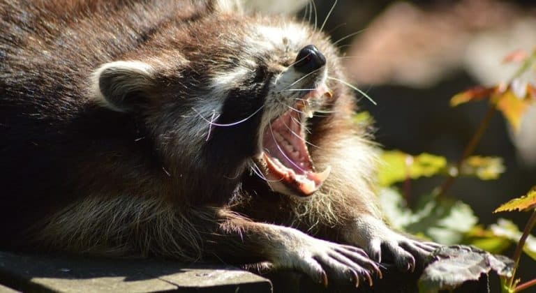 How to keep raccoons away from chicks – Country Pests