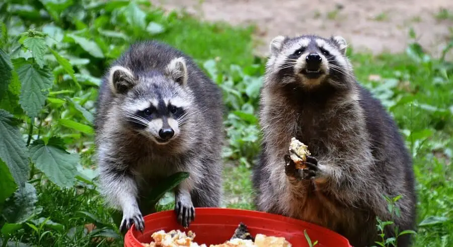 How to keep raccoons away from food