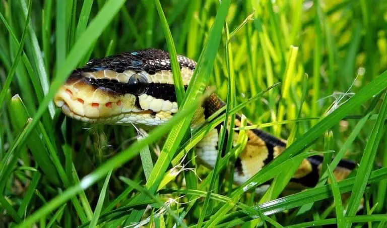 How to keep snakes away from yard – Country Pests