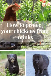 protect your chickens from minks 