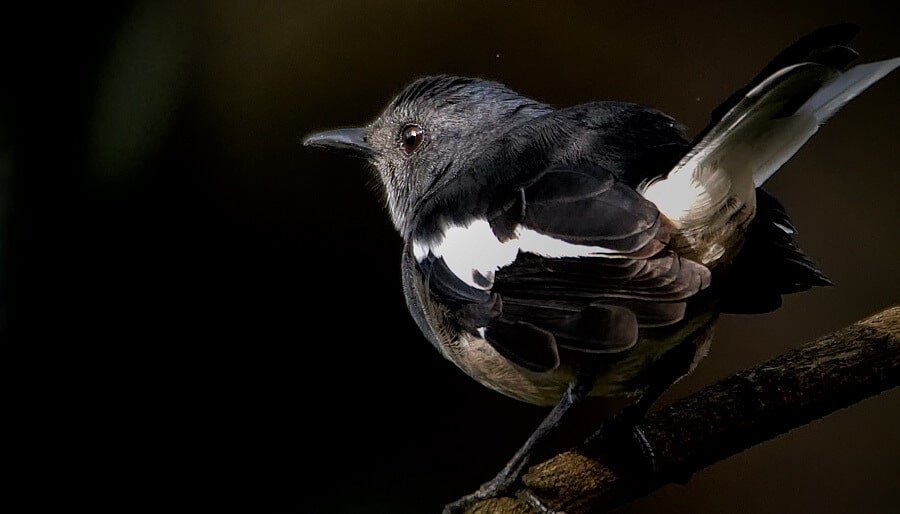 How to scare magpies Country Pests