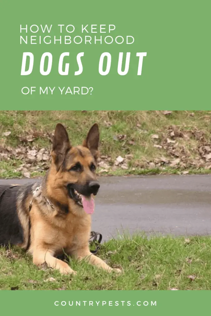 How Can I Humanely Keep Neighbor Dogs Out Of My Yard?