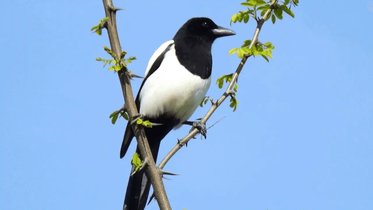 Keep fruit and other food sources away from magpie access (1)