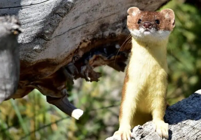 7 Ways To Protect Your Chickens From Weasels