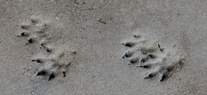 Mink footprints – Country Pests