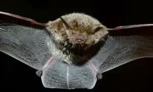 Use netting that allows bats to leave the are
