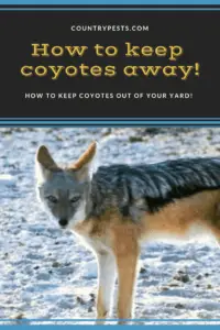 how to keep coyotes away 2