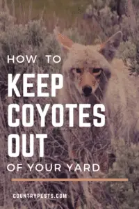 how to keep coyotes out of your yard 2