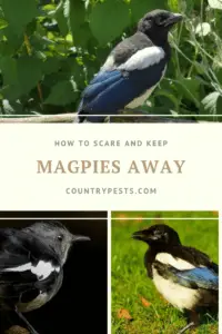 how to keep magpies away (1)