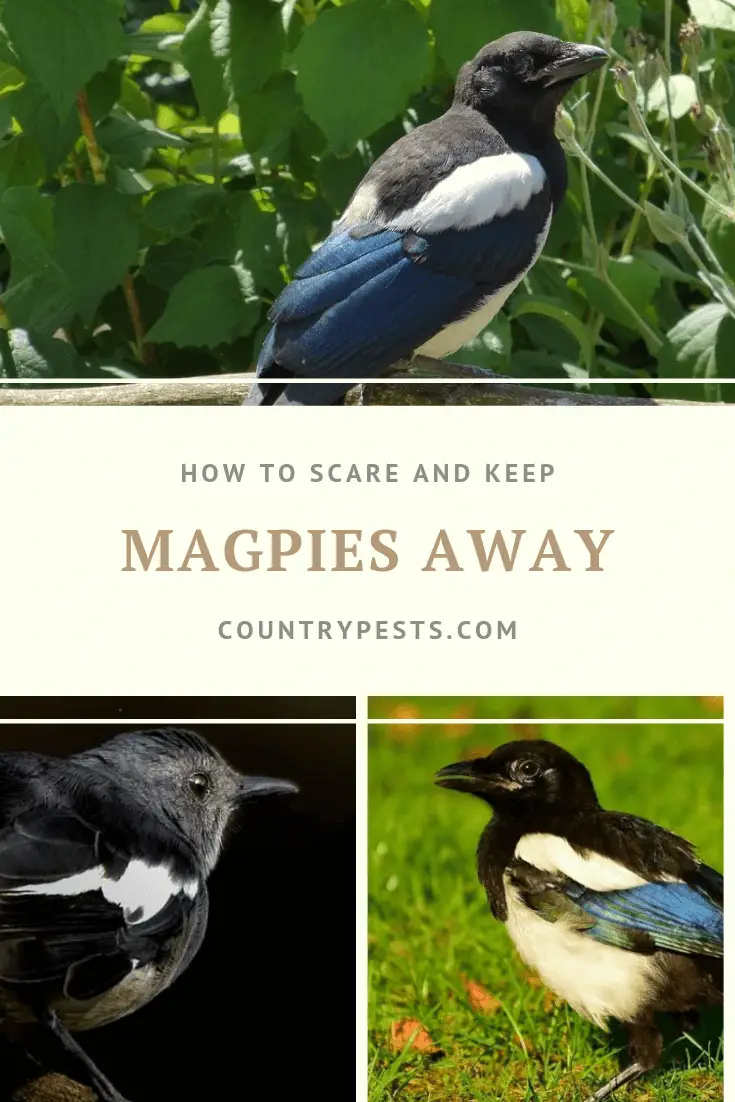 How To Effectively Scare And Keep Magpies Away