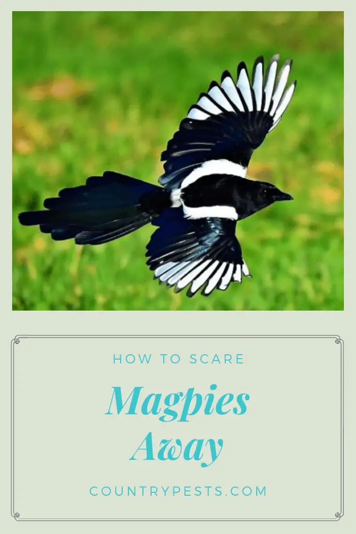 How To Effectively Scare And Keep Magpies Away