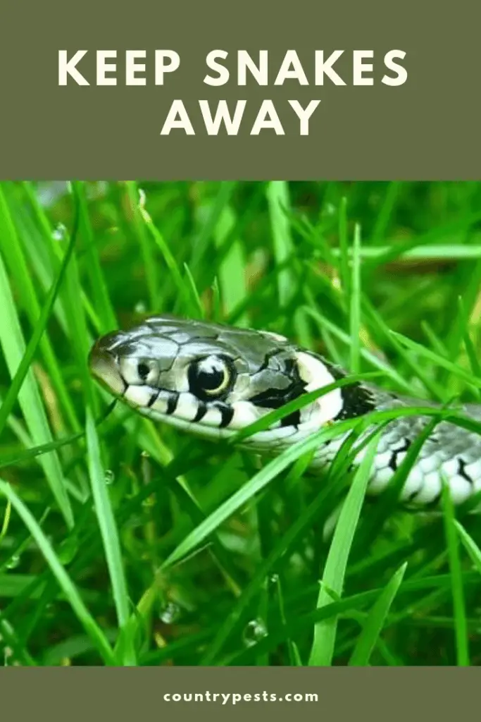 15 Steps To Keep Snakes Off Your Property