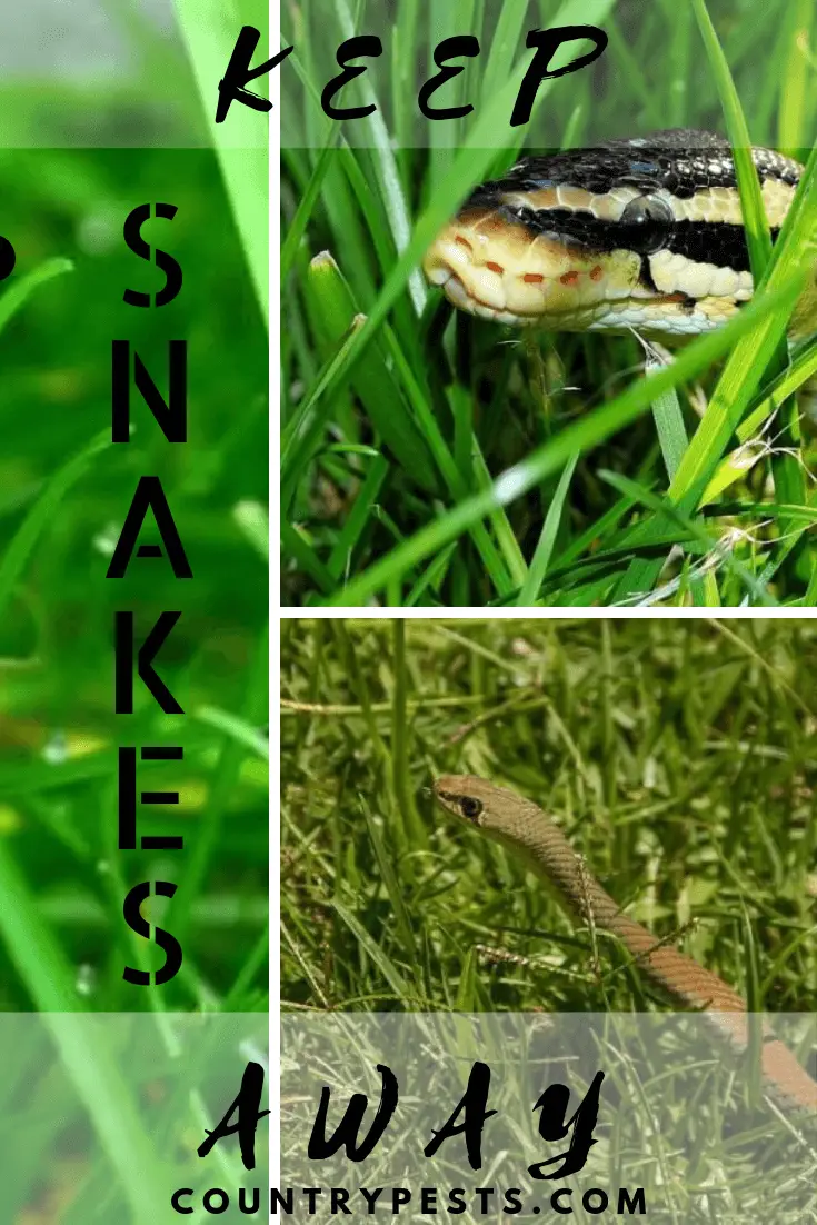 how to keep snakes out of yard 2 - Country Pests