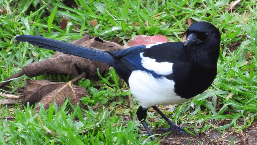How To Effectively Scare And Keep Magpies Away