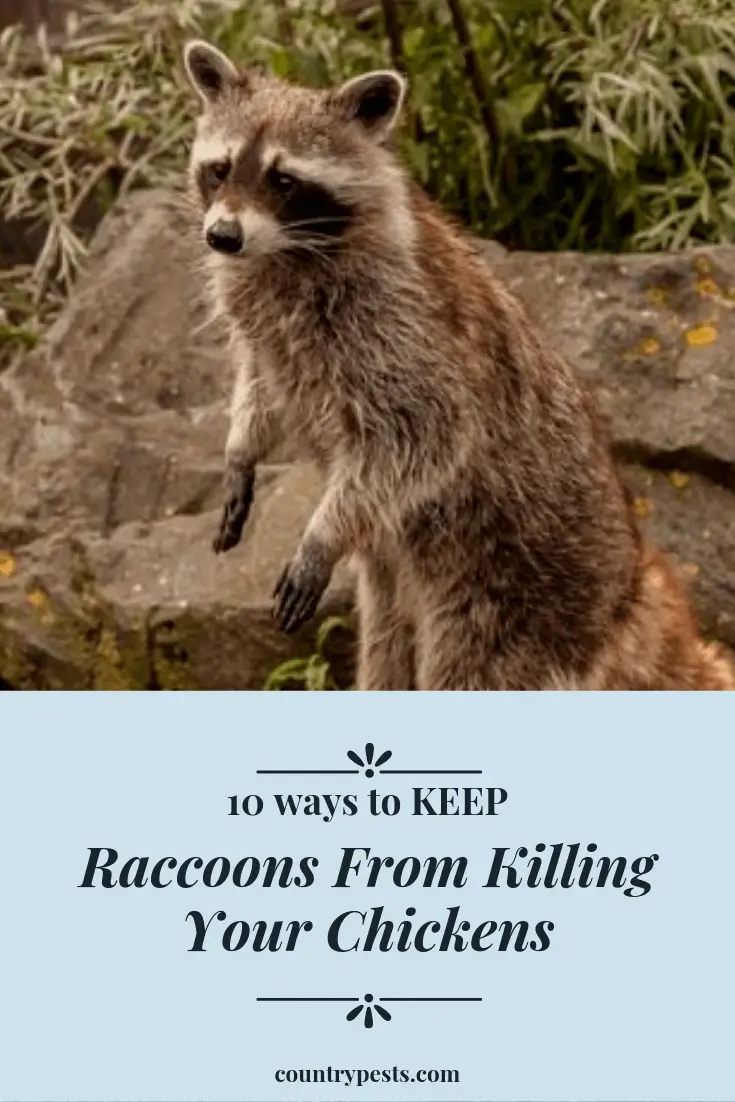 keep raccoons from killing your chickens (1) Country Pests