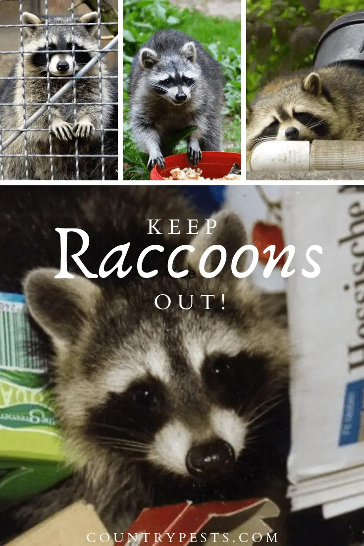 keep raccoons out (1) Country Pests