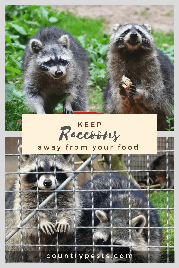 keep raccoons out of your food (1) Country Pests