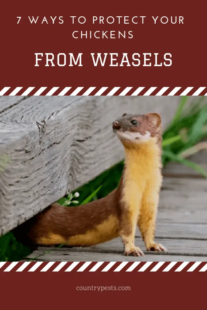7 Ways To Protect Your Chickens From Weasels