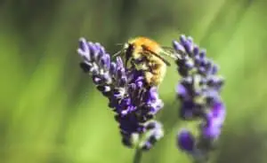 Bees are attracted to certain colors