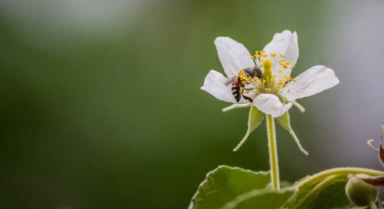 Bees are attracted to sweet smells – Country Pests