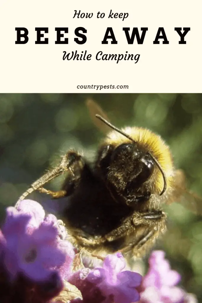 How To Keep Bees Away From My Campsite The Complete Guide