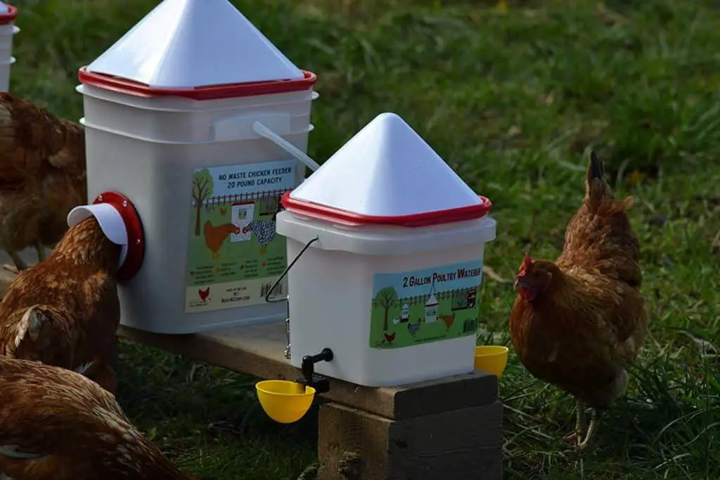 Best Animal Feeders Country Pests