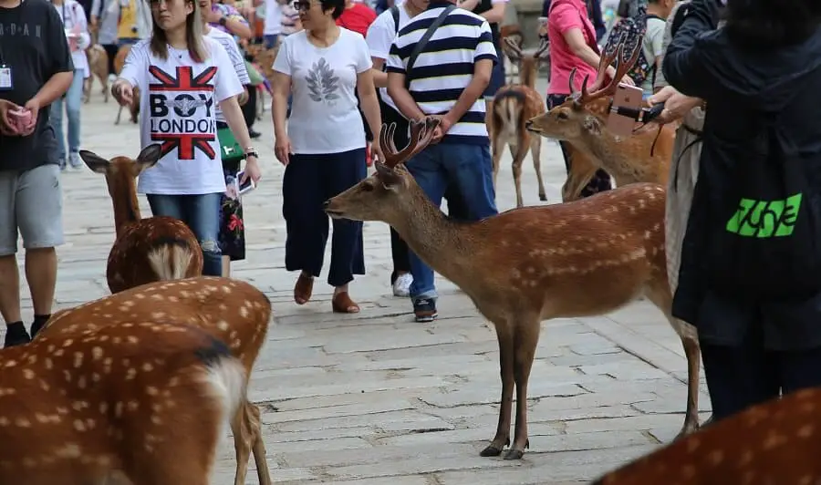 Deer can become used to human scent 