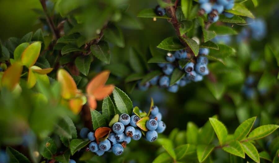 Deer love blueberries Country Pests