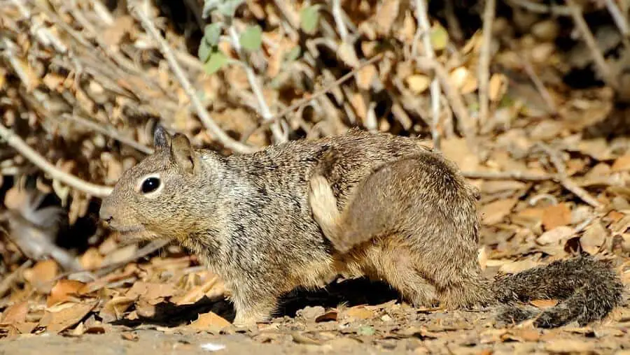Ground squirrels can cause damage to plants and trees Country Pests