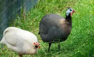 Guinea fowl attack snakes