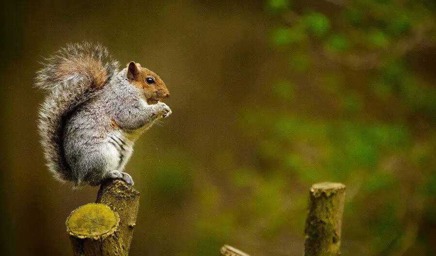 How To Effectively Keep Squirrels Out Of The Yard and Garden