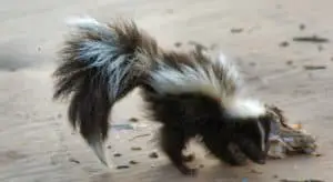 How to get skunks away without being sprayed