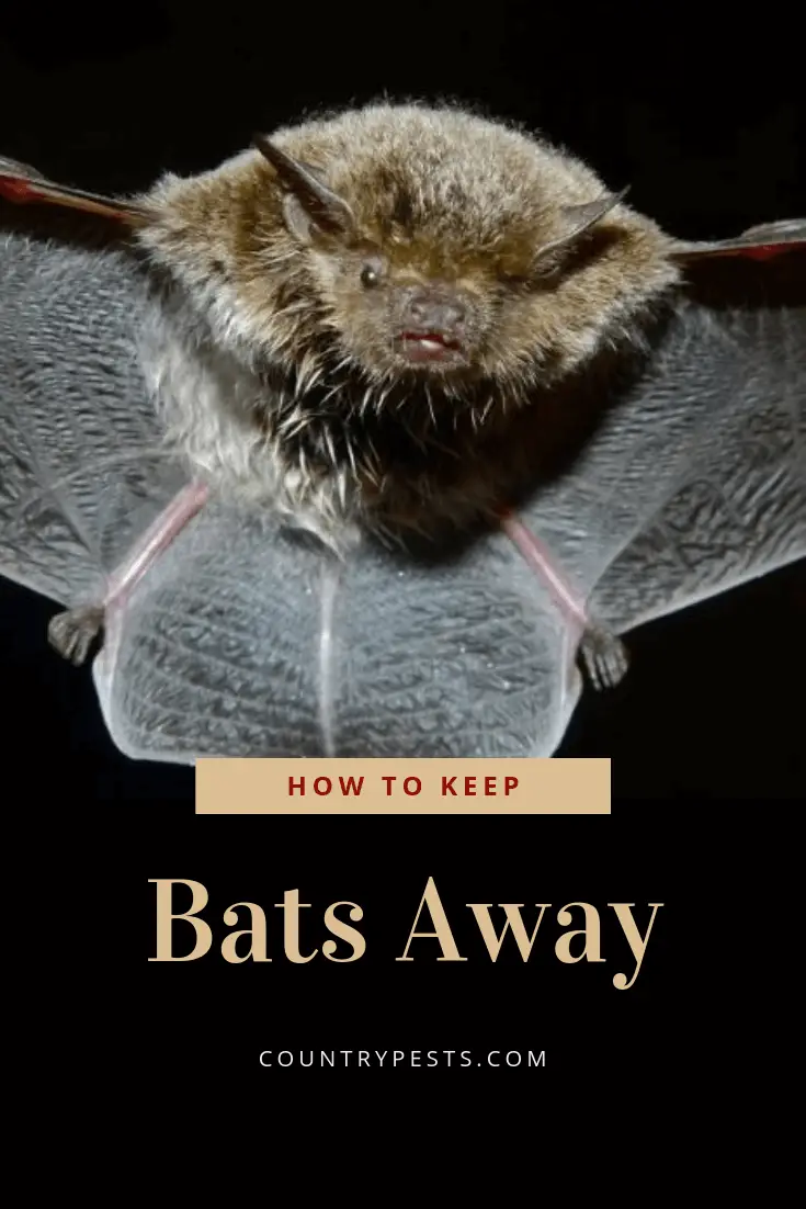 How to keep bats away (1) Country Pests