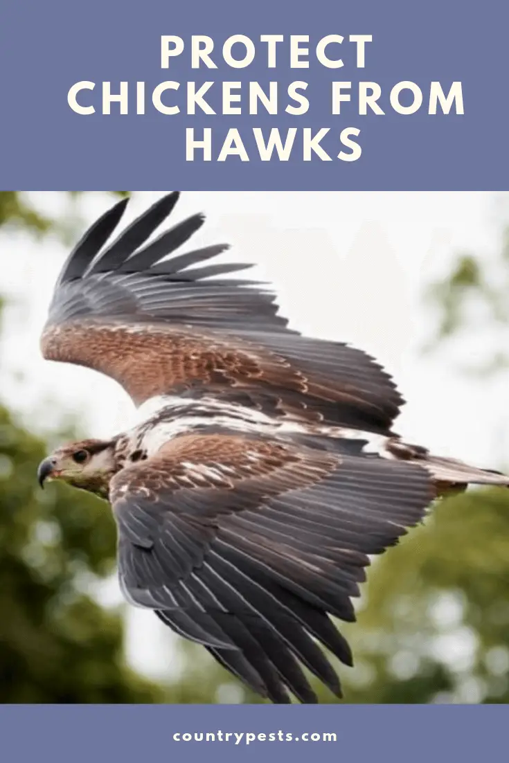 How to keep hawks away (1) Country Pests