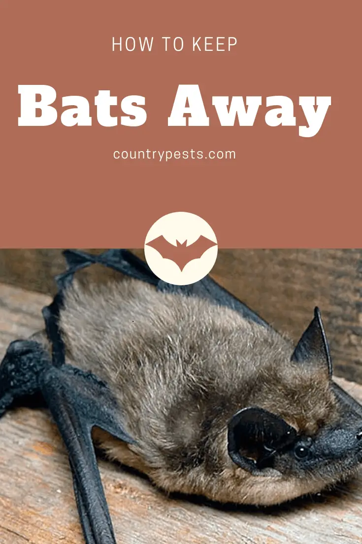 How To Keep Bats Away And Get Rid Of Them