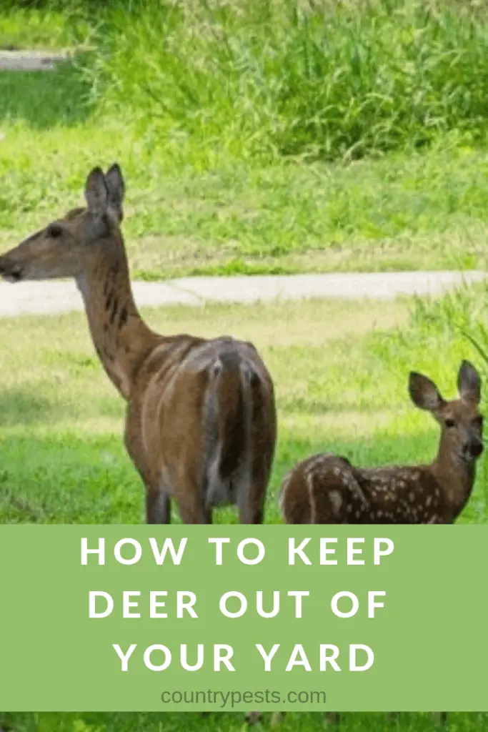 21 Easy Ways To Keep Deer Away From Your Yard, Flowers, & Garden