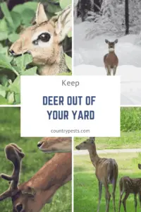 Keep deer out of the garden (1)