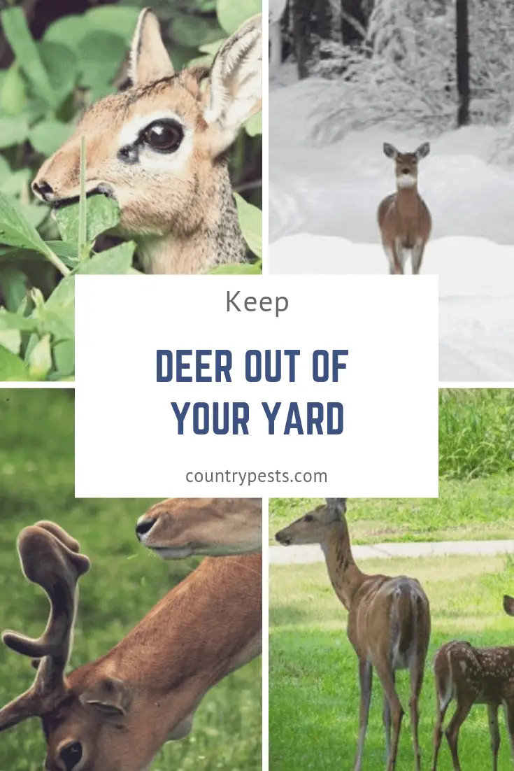 Keep deer out of the garden (1) – Country Pests