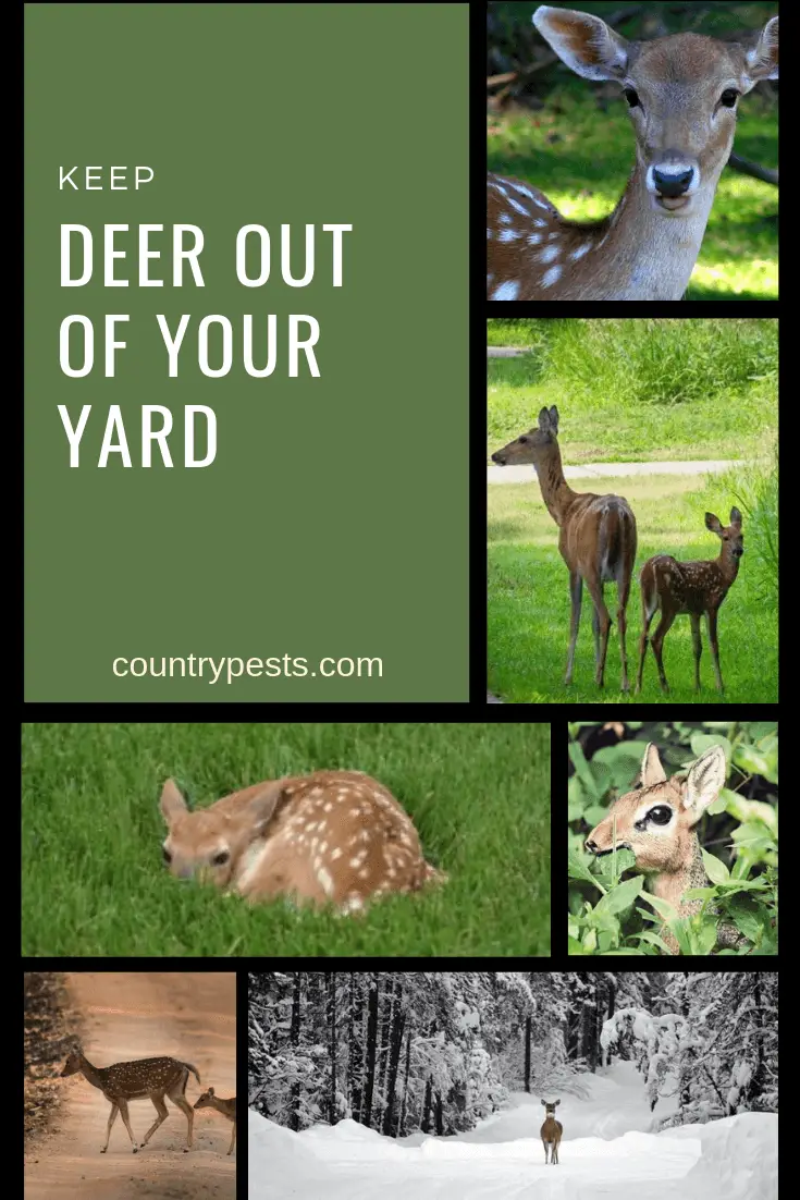 Ways To Keep Deer Out Of Yard Ways To Keep Deer Out Of Yard