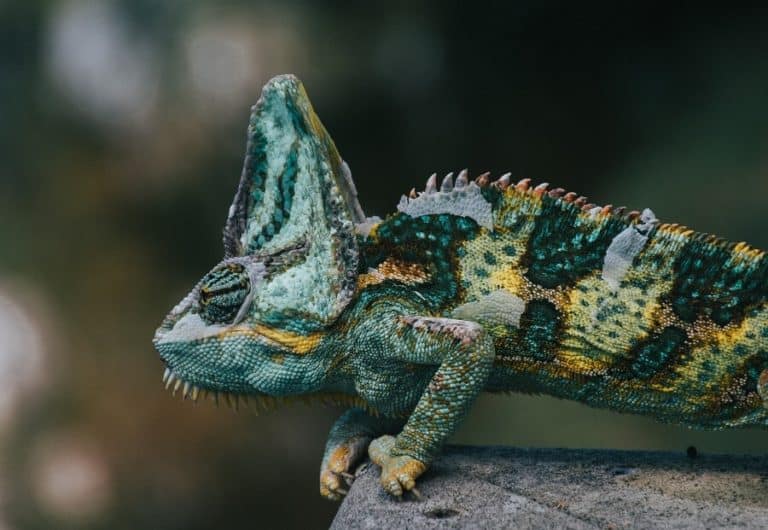 Keep lizards away – Country Pests