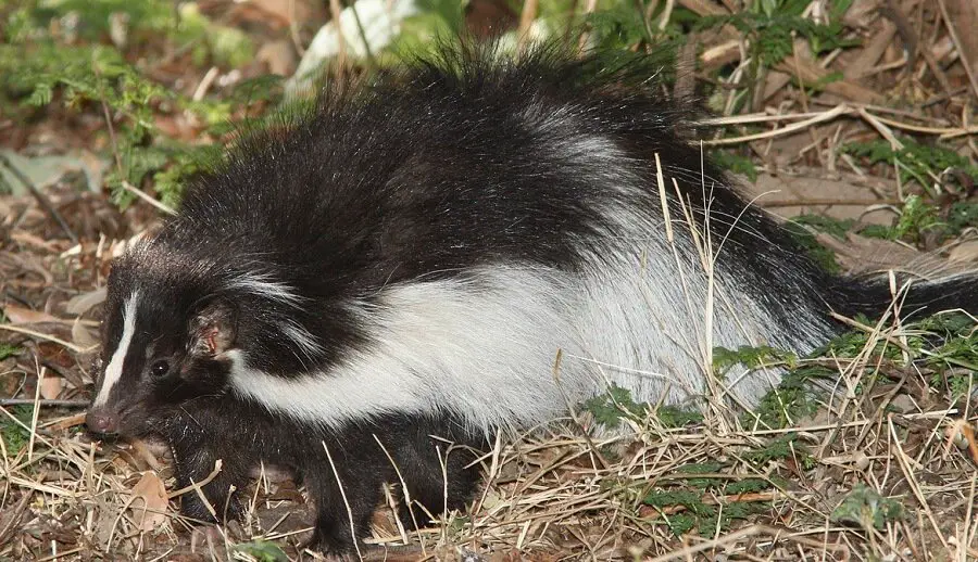 Keep skunks away from house Country Pests